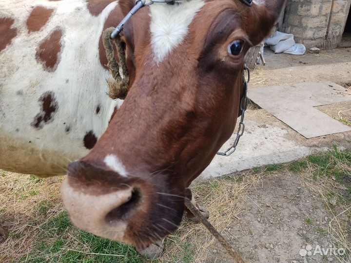 Дойная молочная корова
