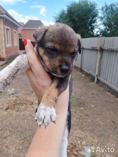 Собаки бесплатно в добрые руки