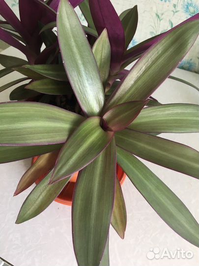 Кордилина или рео