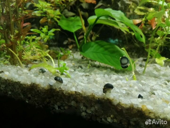 Теодоксус улитка