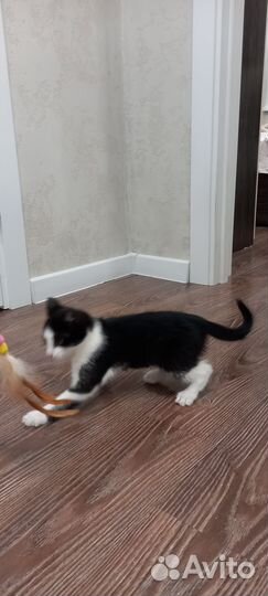 Отдам бесплатно