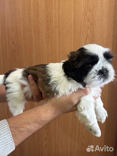 Щенок ши-тцу