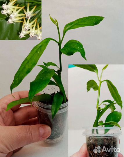 Укоренённые черенки хой