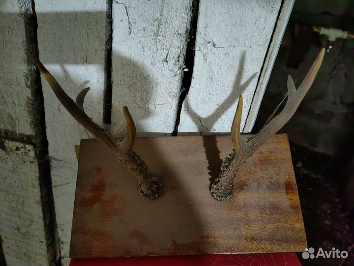 Рога декоративные