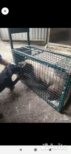 Щенки ягдтерьера