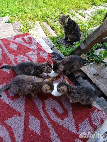 Котята в добрые руки даром