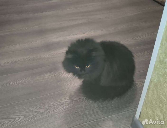 Котик в добрые руки