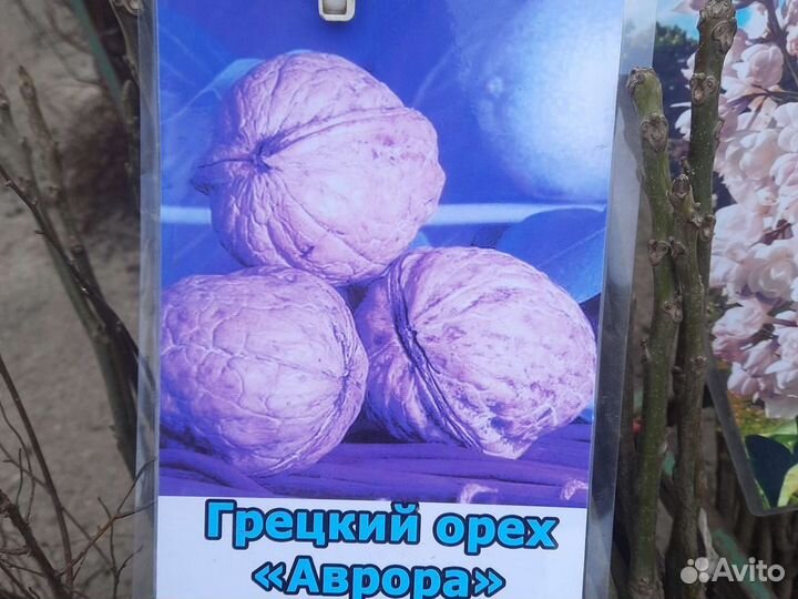 Грецкий орех тонкокорый урожаный опт-Розница