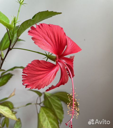 Гибискус доминиканский