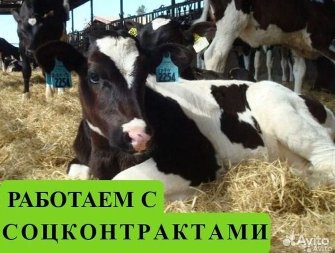 Бычки от 1 месяца