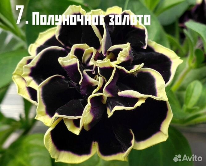 Вегетативные черенки 2024