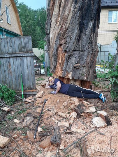 Спил деревьев