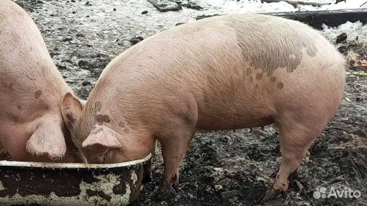 Супоросная свиноматка