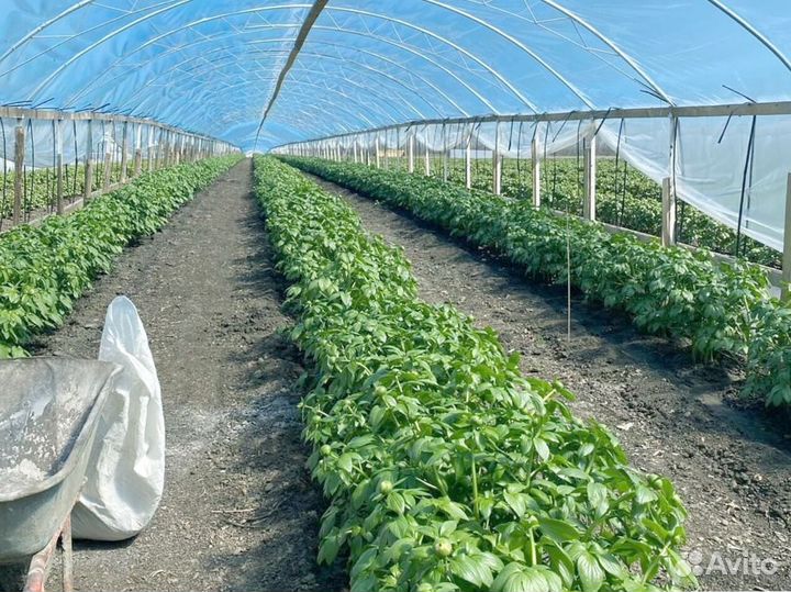 Саженцы пионов сорт Шифон Парфе