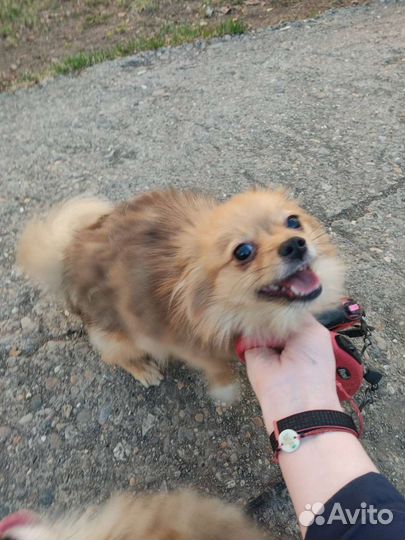 Померанский шпиц девочка
