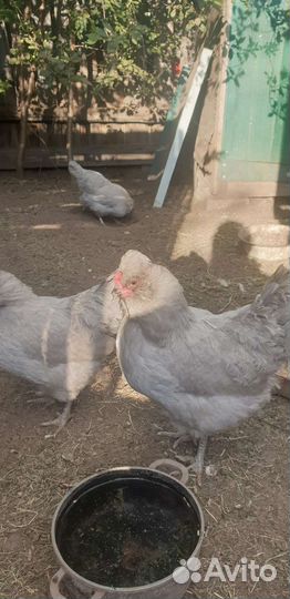 Инкубационное яйцо араукана лаванда