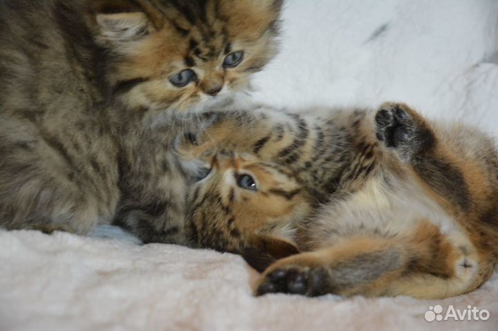 Британцы золотые