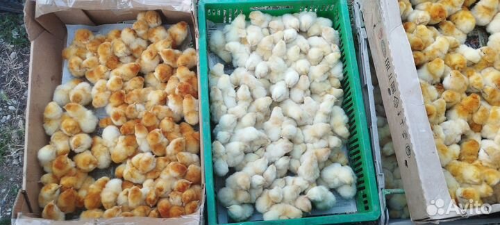 Цыплята суточные