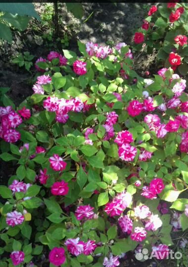 Вот так цветут мои бальзамины на даче