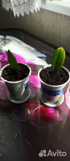 Комнатные цветы