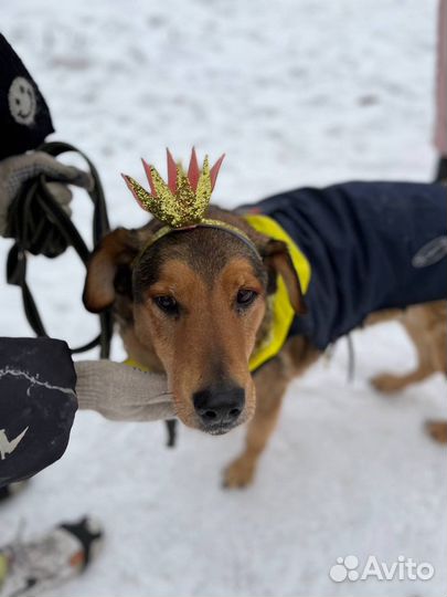 Добрейшей дущи человек ой пес ищет дом