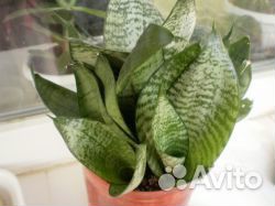 Сансевьера