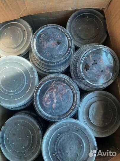 Червь для рыбалки оптом