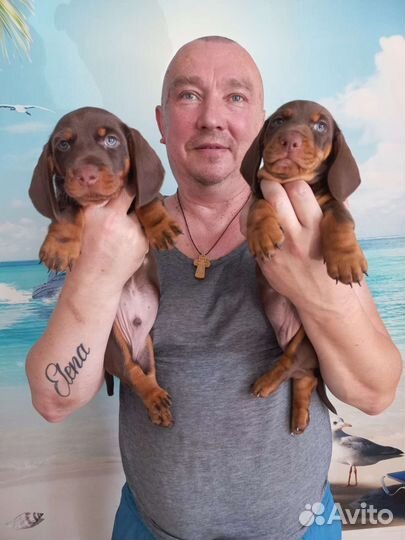 Щенки таксы гладкошёрстной