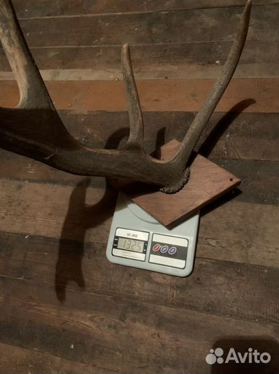 Рога оленя или лося