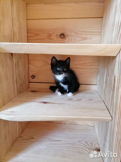 Отдам котят в добрые руки