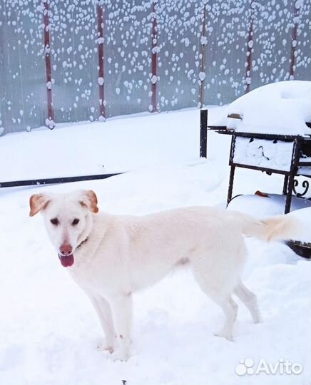 Великолепная Юма мечтает обрести семью
