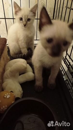 Котята (похожи на породу Тайская)