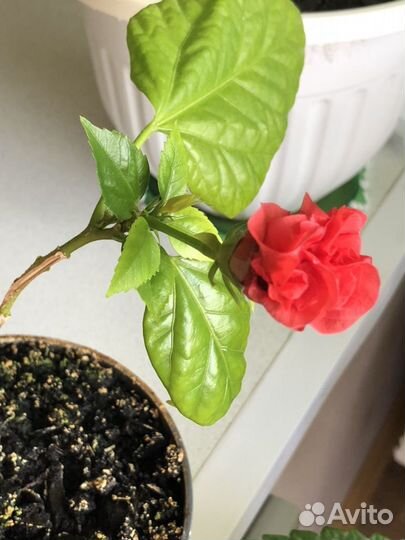 Розан и другие