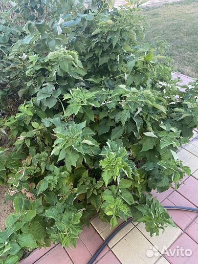 Кусты малины