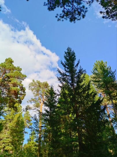 Участок 36 сот. (ИЖС)