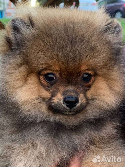 Щенок шпица