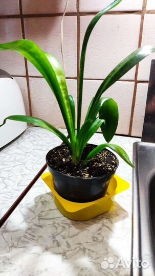 Комнатные растения -Сансевьерия и хлорофитум
