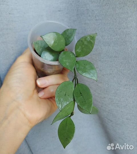 Хойя Лакуноза Сильвер Эскимо