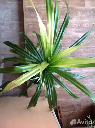 Пальма панданус