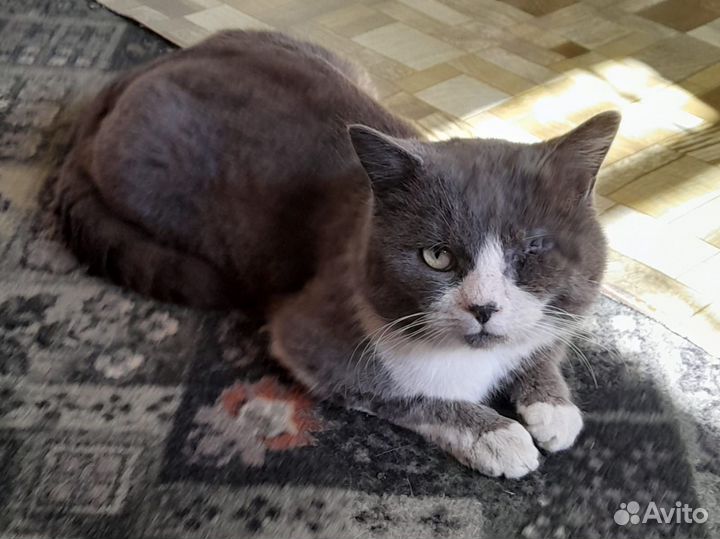 Кузя ищет дом