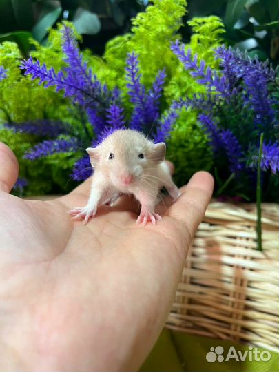 Крысята дамбо малыши