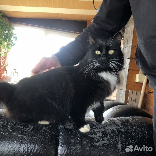 Кошка