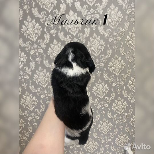 Русский охотничий спаниель щенки