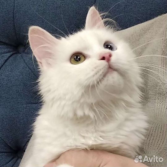 Курильский бобтейл