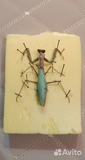 Коллекция насекомых. Богомол