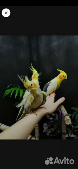 Птенцы попугая корелла 3-4 месяца