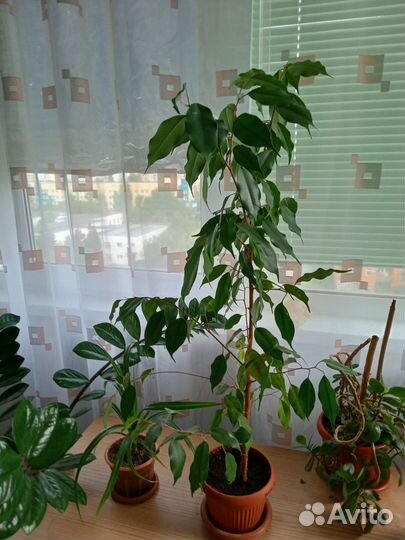 Фикус бенджамина большой