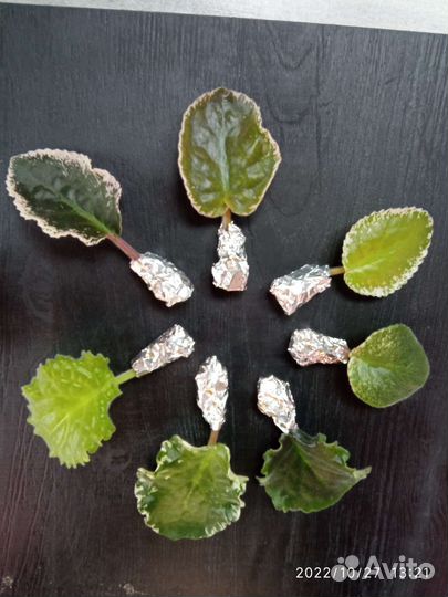 Фиалка лист