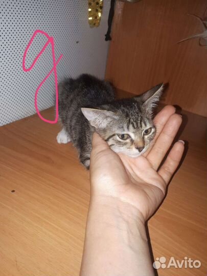Кошка в дар бесплатно