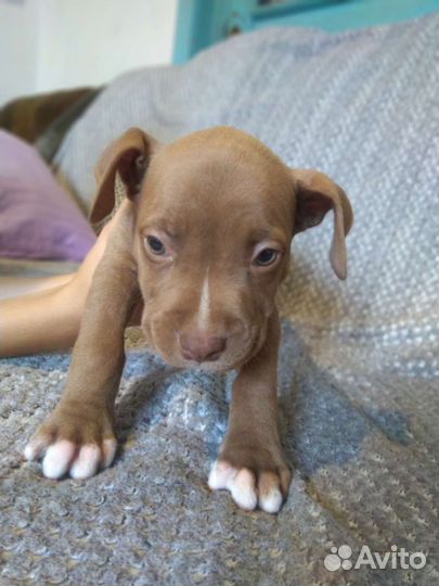 Щенки питбуля апбт